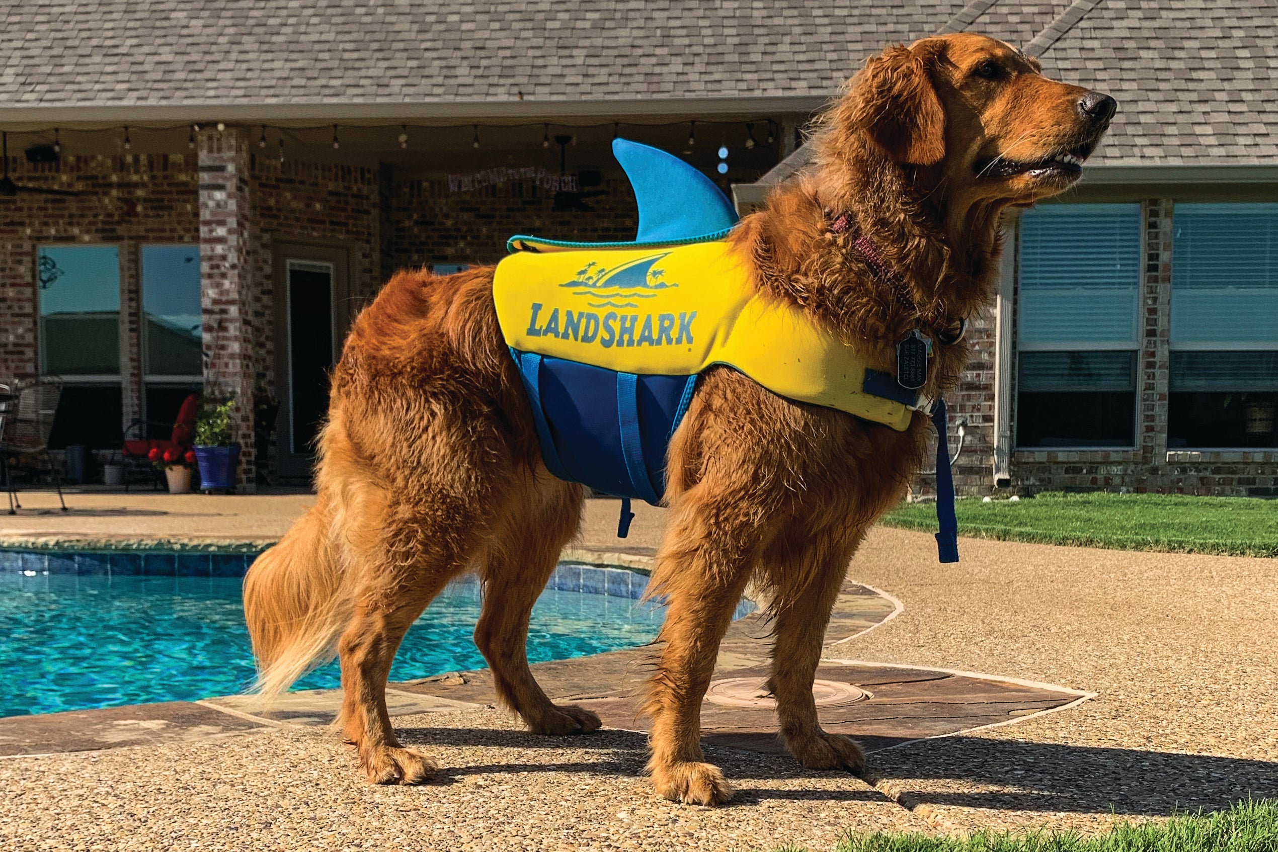 O'Brien Landshark Dog Life Jacket